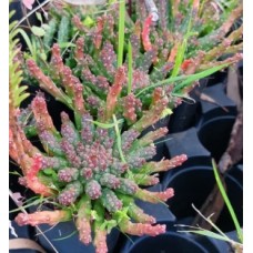 Euphorbia Medusa's Head 1 Plants Hardy succulents flanaganii succulents